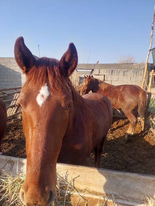 Бокилган тойлар гуштга