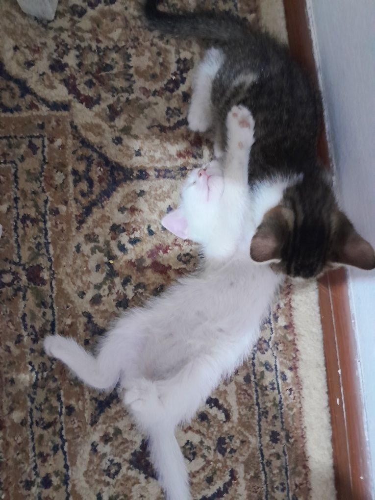 отдам даром котят
