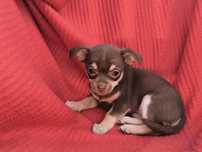 Vand fetita Chihuahua ciocolatiu mini