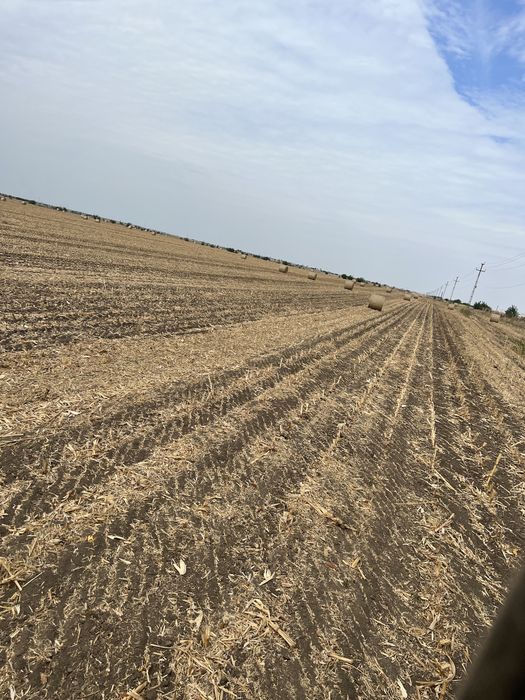 Vând baloti de coceni rotunzi (asigur transoprt contra cost motorina)