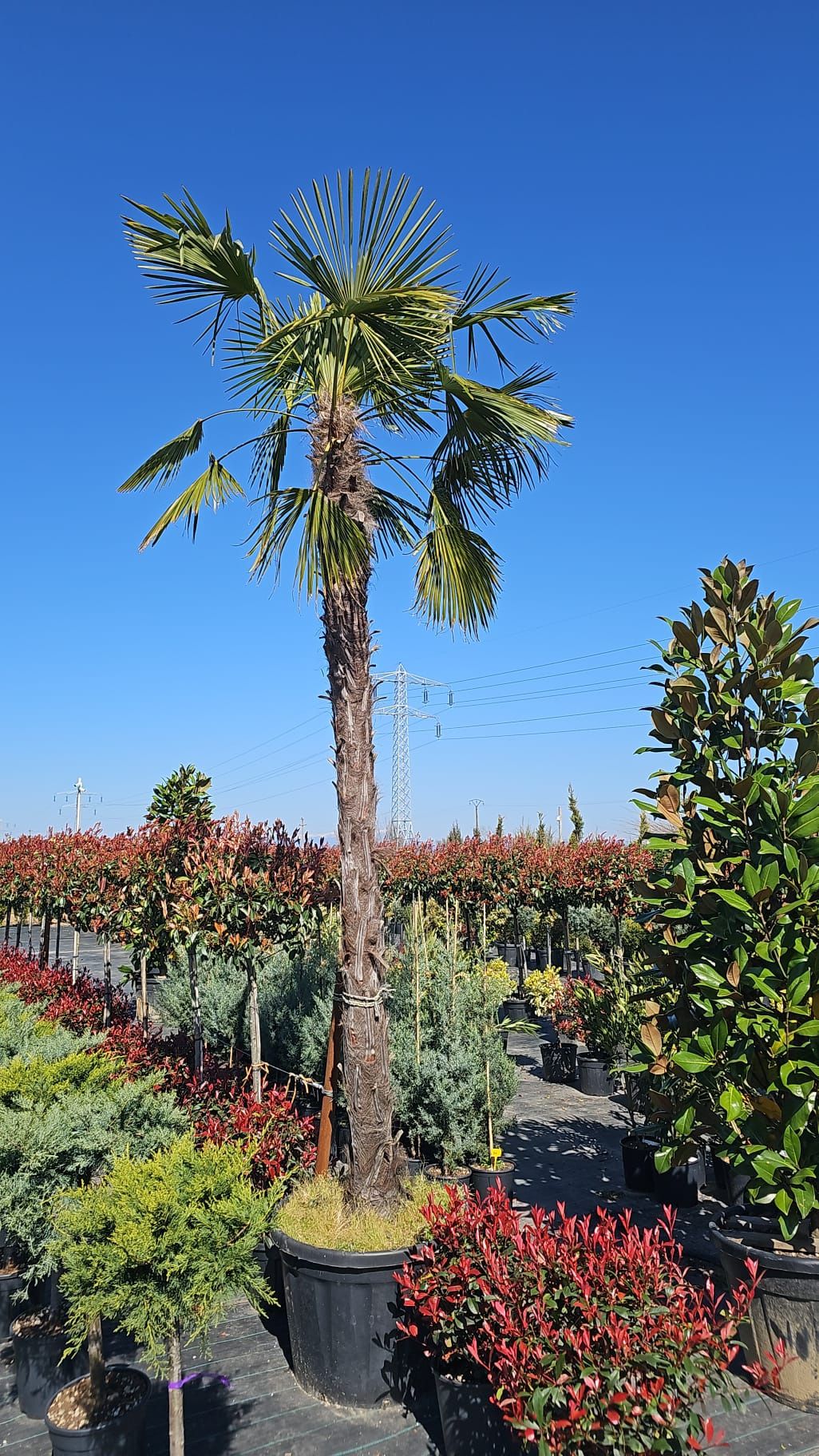 Palmieri Trachycarpus furtunei chiparosi leilandi