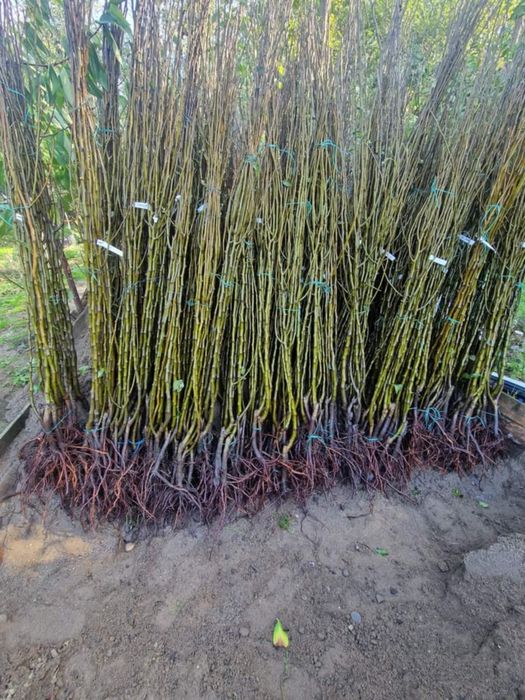 Vând Pomi fructiferi  anul 2