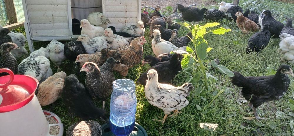 Puicute si cocosi mixt Australorp si alte rase de casai