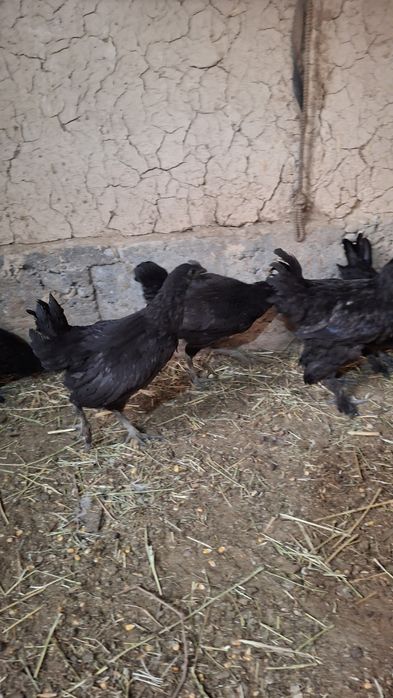 Uxeyleyuy tovuqlar sotiladi