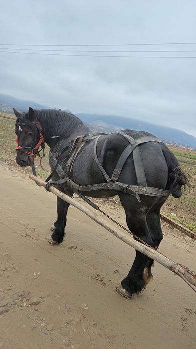 Iapa neagra de vanzare, schimb și cu vitei