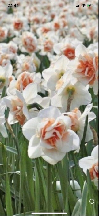 Bulbi de naf ise 0,50 bani buc