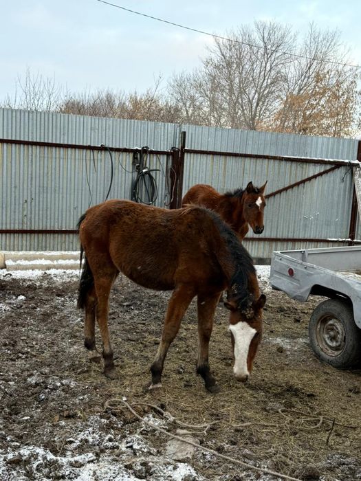 Продаются лошади