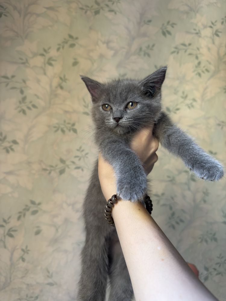 продается чистокровный  котенок скотишь страйт,мальчик