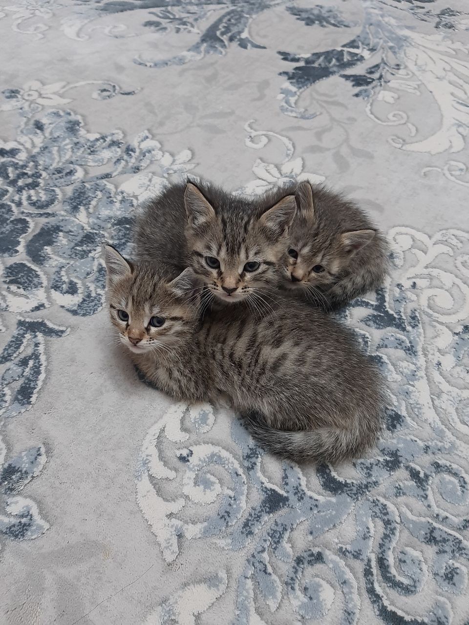 Котята 2 месячные мальчик и девочка кумга уйретилген аукат жейди