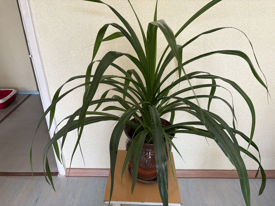 Панданус комнатное растение