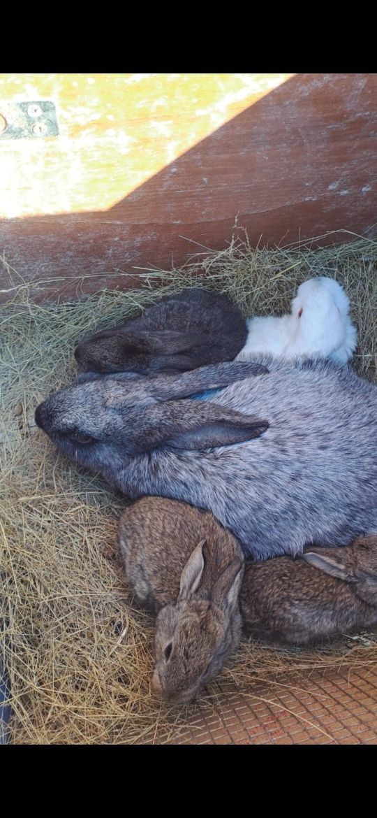 Продам крольчат помесь