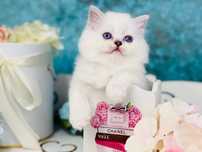 British shorthair white puiut