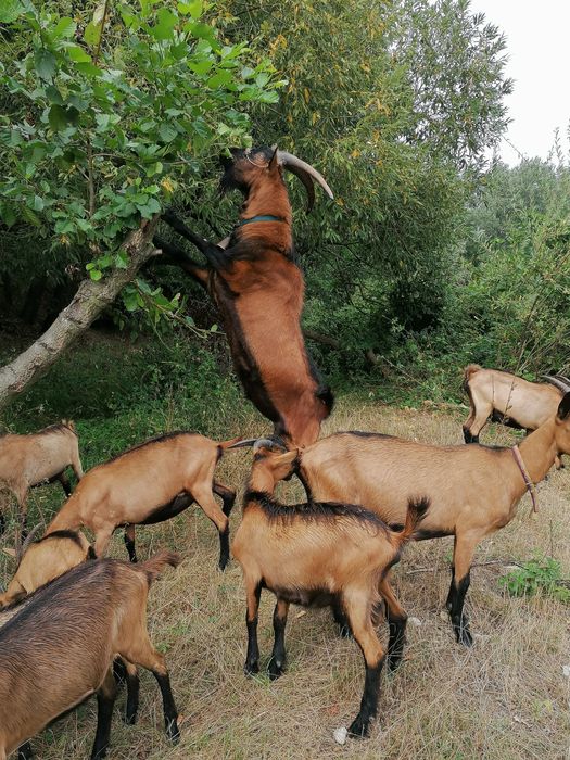 Tapisori alpini din părinți buni