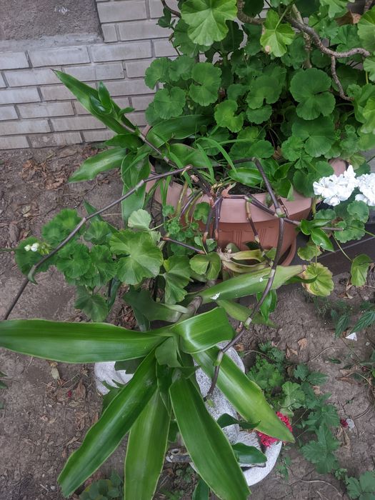 Продам растение Золотой ус