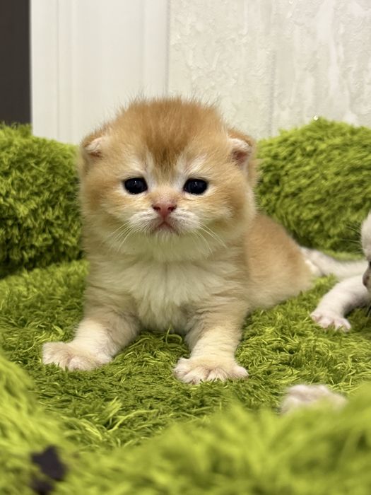 Кот на  вязку привазной кот  на вязку