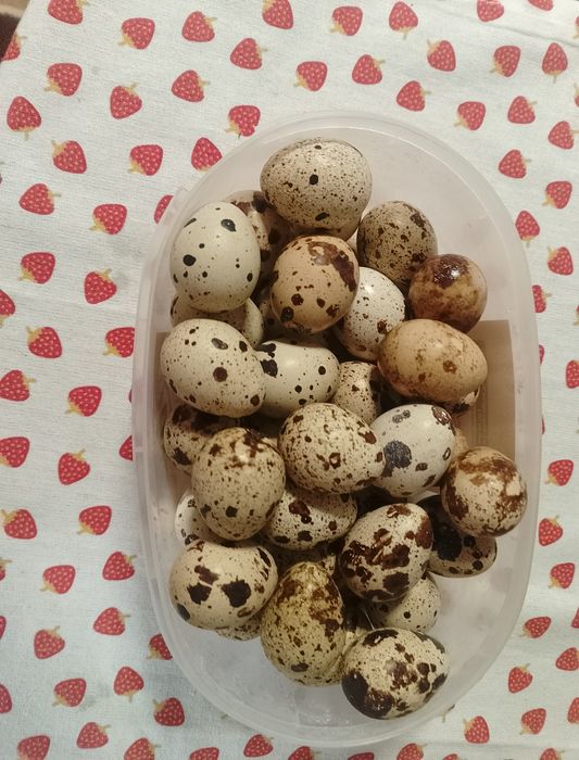 Vând oua de prepeliță