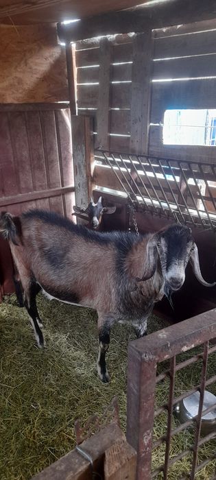 Tap aglo nubian de 1 an si 6 luni
