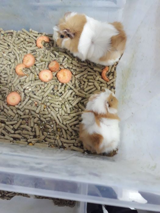 Марскойсвинка маладойлари