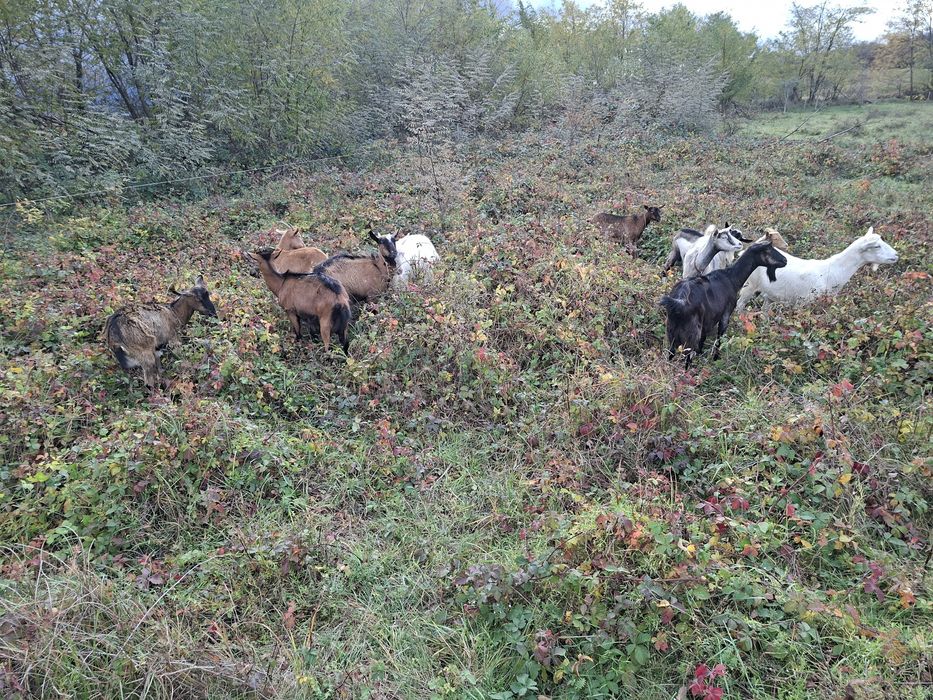 Vand      12      capre