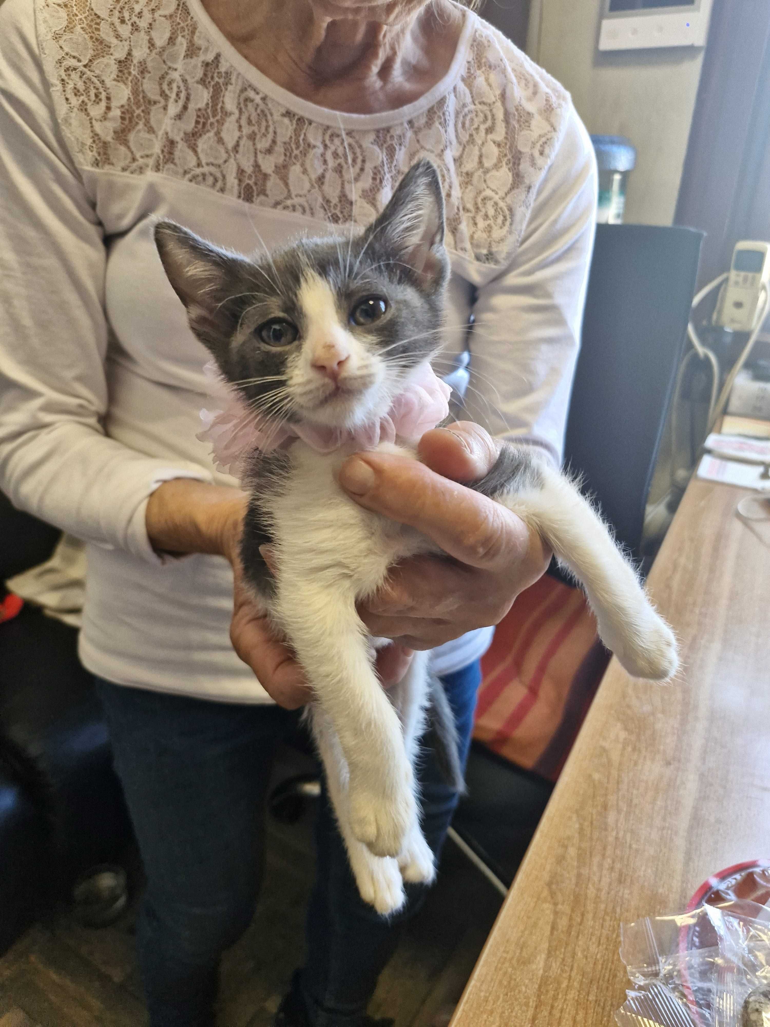 Котета на около 2 месеца в гр.София, Лозенец