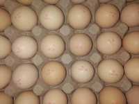 Инкубационное яйцо КОББ-500 Испания, Ломан Браун, Доминант