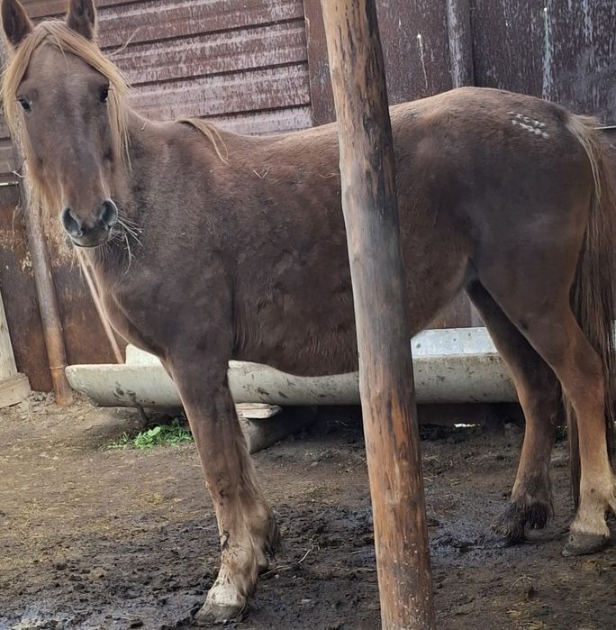 Продам кобылу на откорме БИЕ