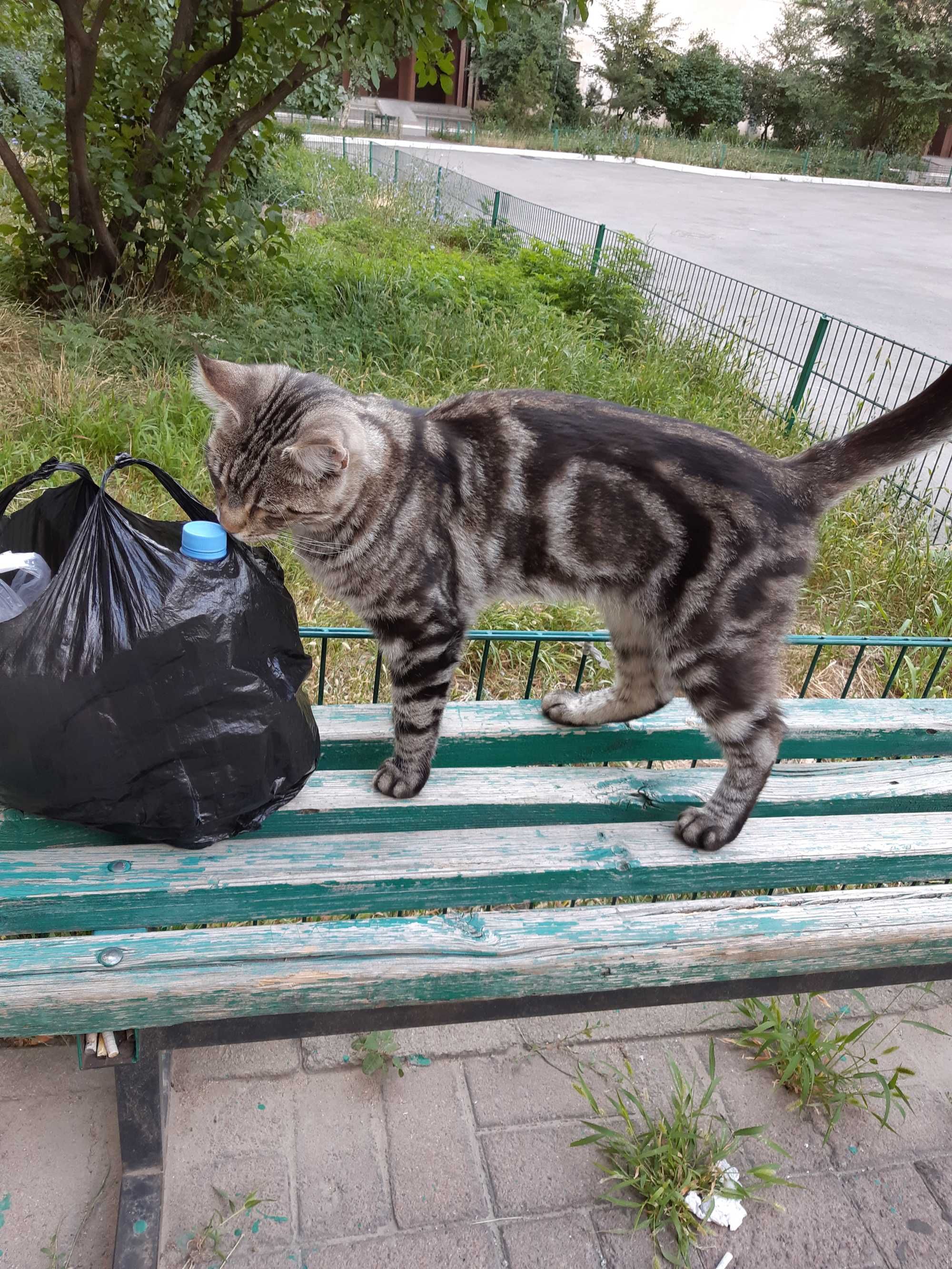 Кот, смесь Британца и Мейн-кун