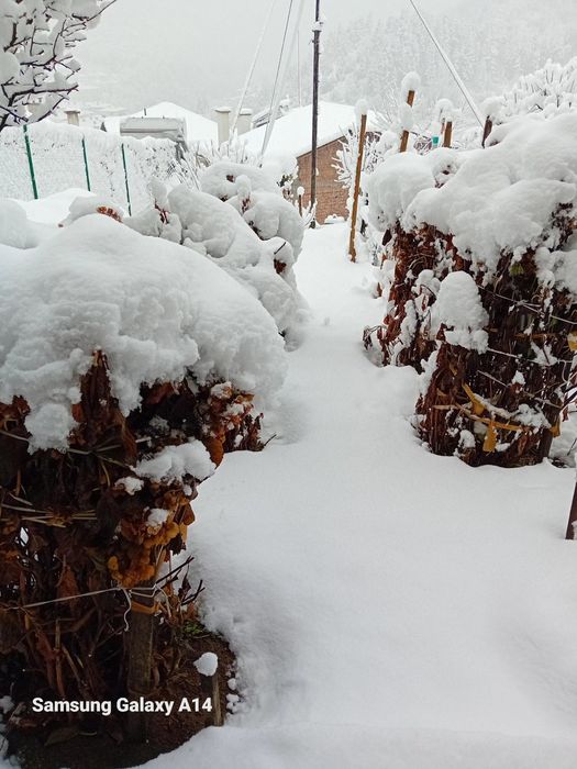 Хортензия  Розова