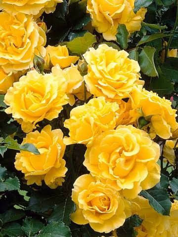 Trandafiri tip tufa și cataratori ( Diverse culori )