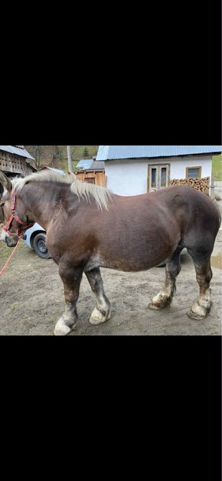 Vand sau schimb iapa garantata