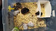 De vânzare hamsteri pitici