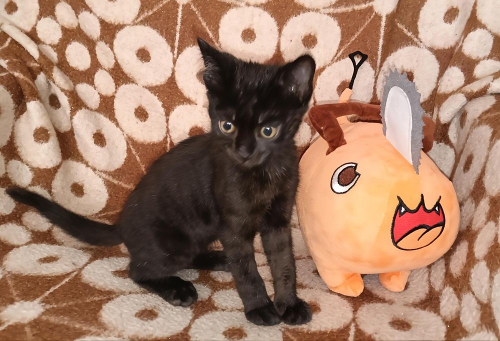 Котёнок мальчик ищет дом!