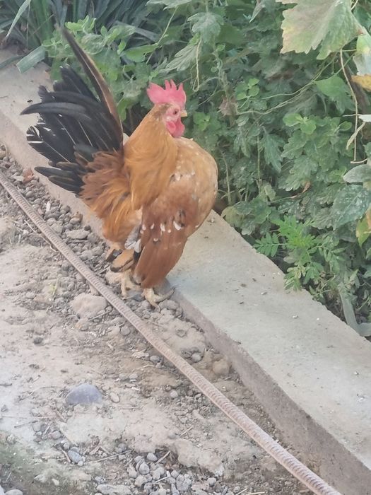 Серама сотилади соглом