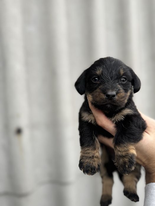 Cățel teckel sârmos