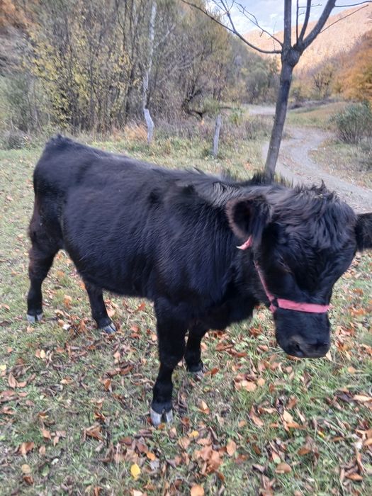 Manzata de vânzare. Mai multe detalii în privat