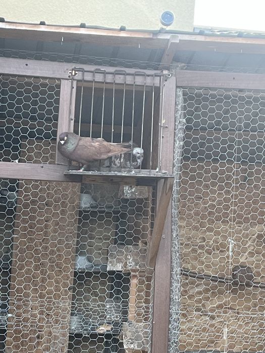 Vand Jucatori de Galati