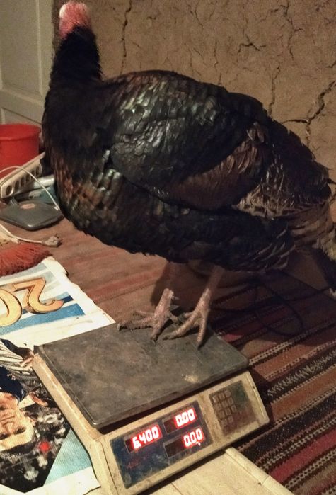 Жойдари куркалар сотилади