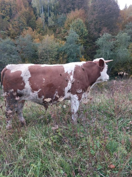 Taur și junincă de vânzare
