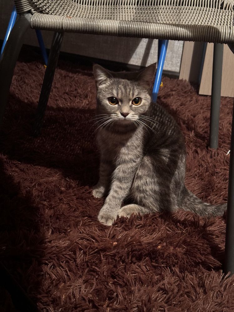 Кошка ласковая два года