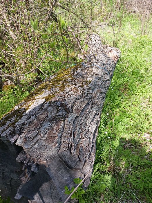 Сух Орехов материал