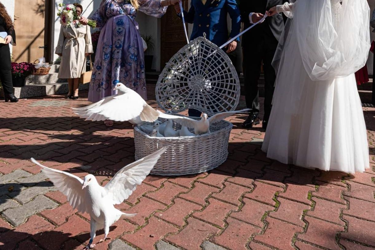 Porumbei albi pentru nunta