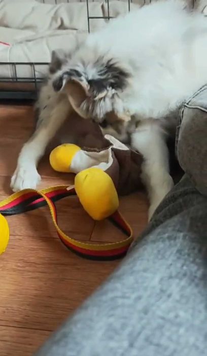 Бордер колли щенок