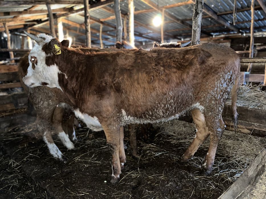 Продается 5 голов КРС