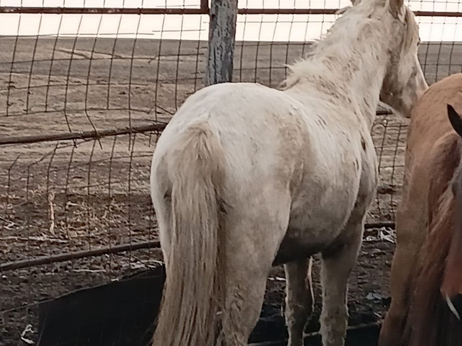 1,5 жылдық еркек тай сатылады-420000 тенге