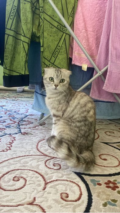 Продам кошку породистая