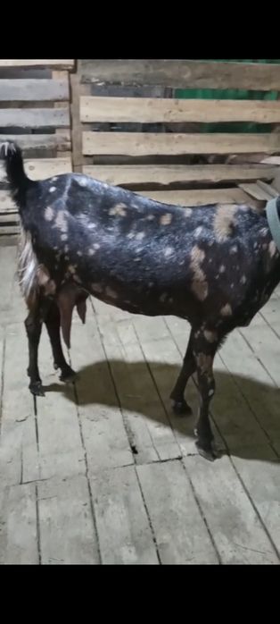 Камори ешкісі сатылады