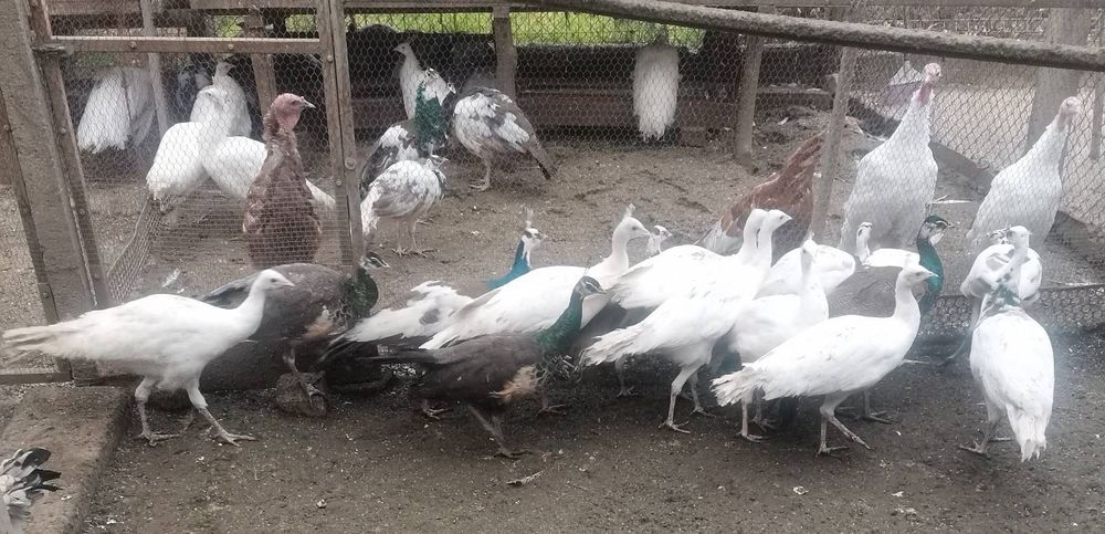 Осем месечни пауни