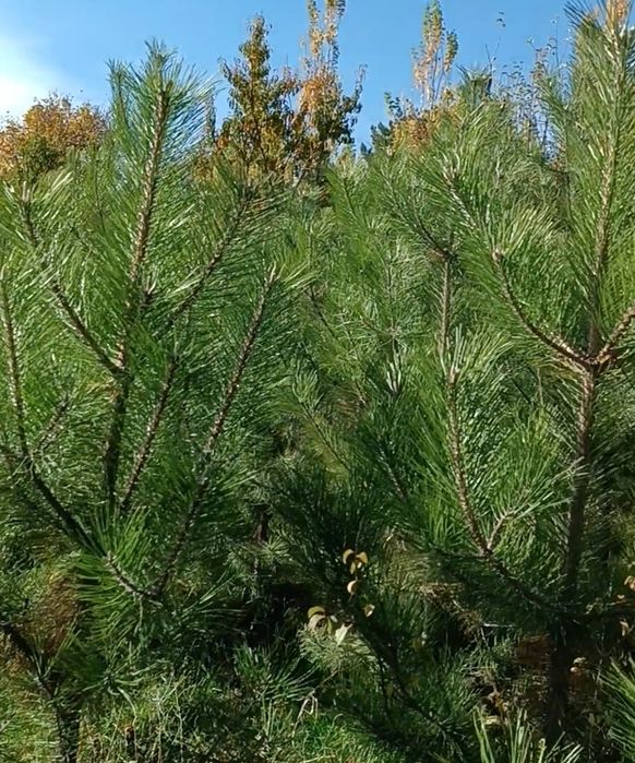 Мевали ва манзарали кучатлар