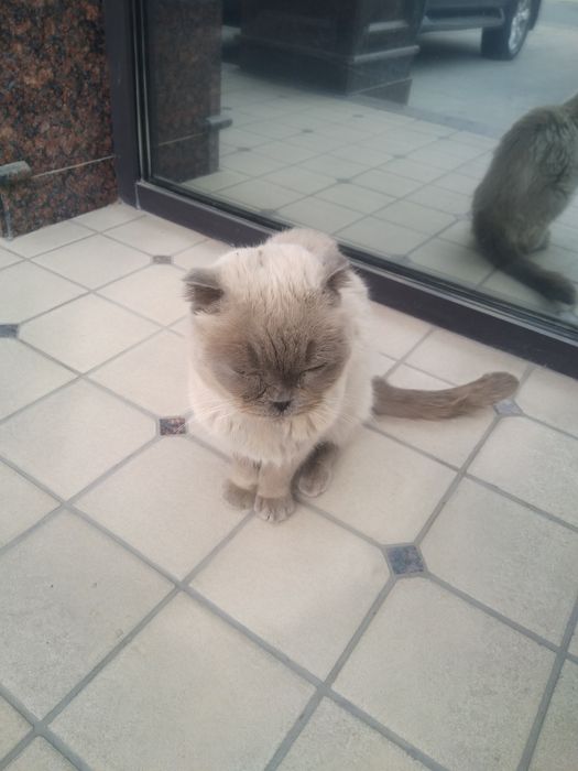 Вислоухий кот, голубоглазый