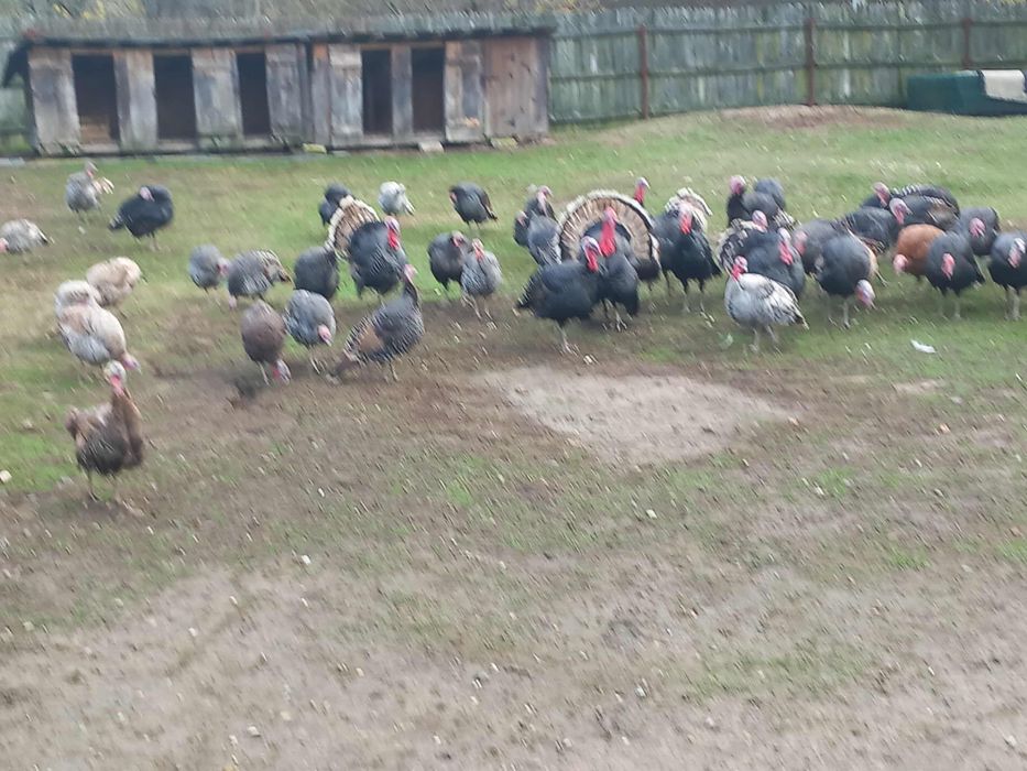 Vand curci romanesti